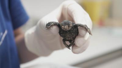 Nace en el Oceanogràfic de la Ciutat de les Arts i les Ciències la primera tortuga del único ...